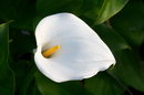 Zantedeschia Aethiopica